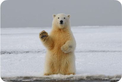 polar-bear